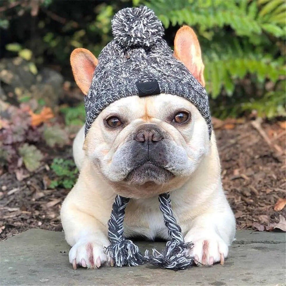 Stylish Dog Hat