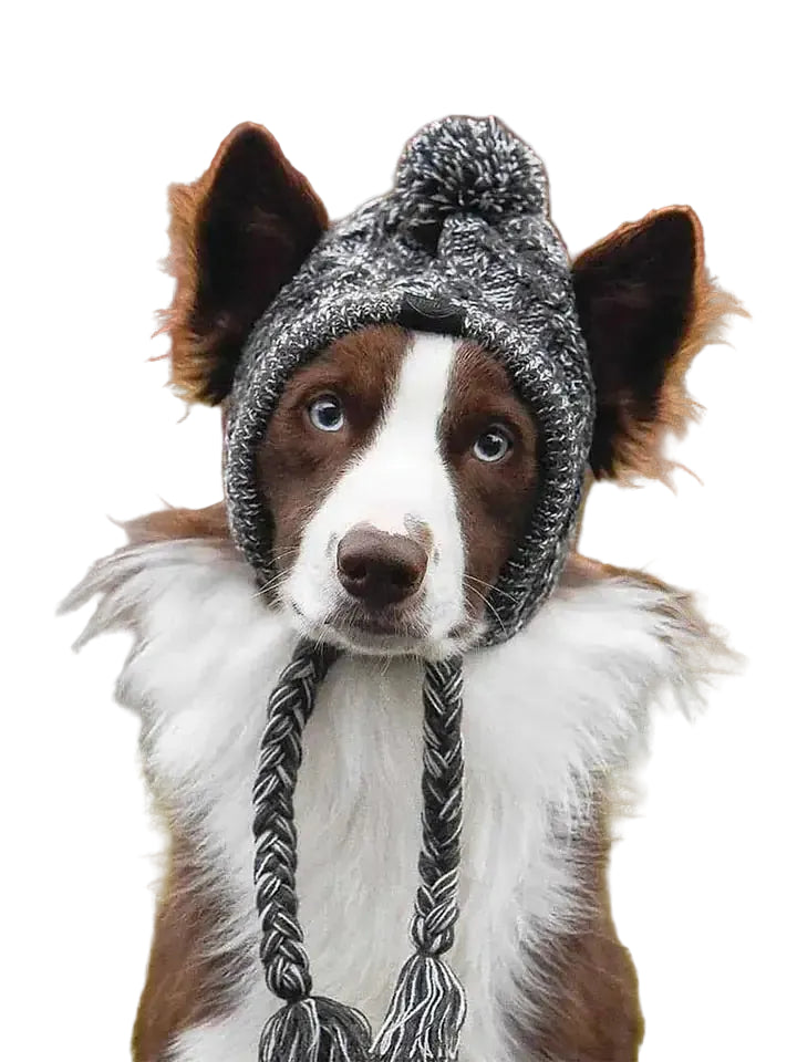 Stylish Dog Hat